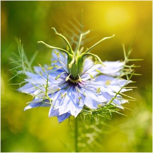 black cumin herb seeds for planting