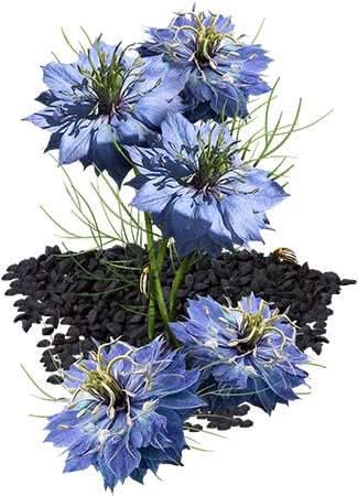 black cumin herb seeds for planting
