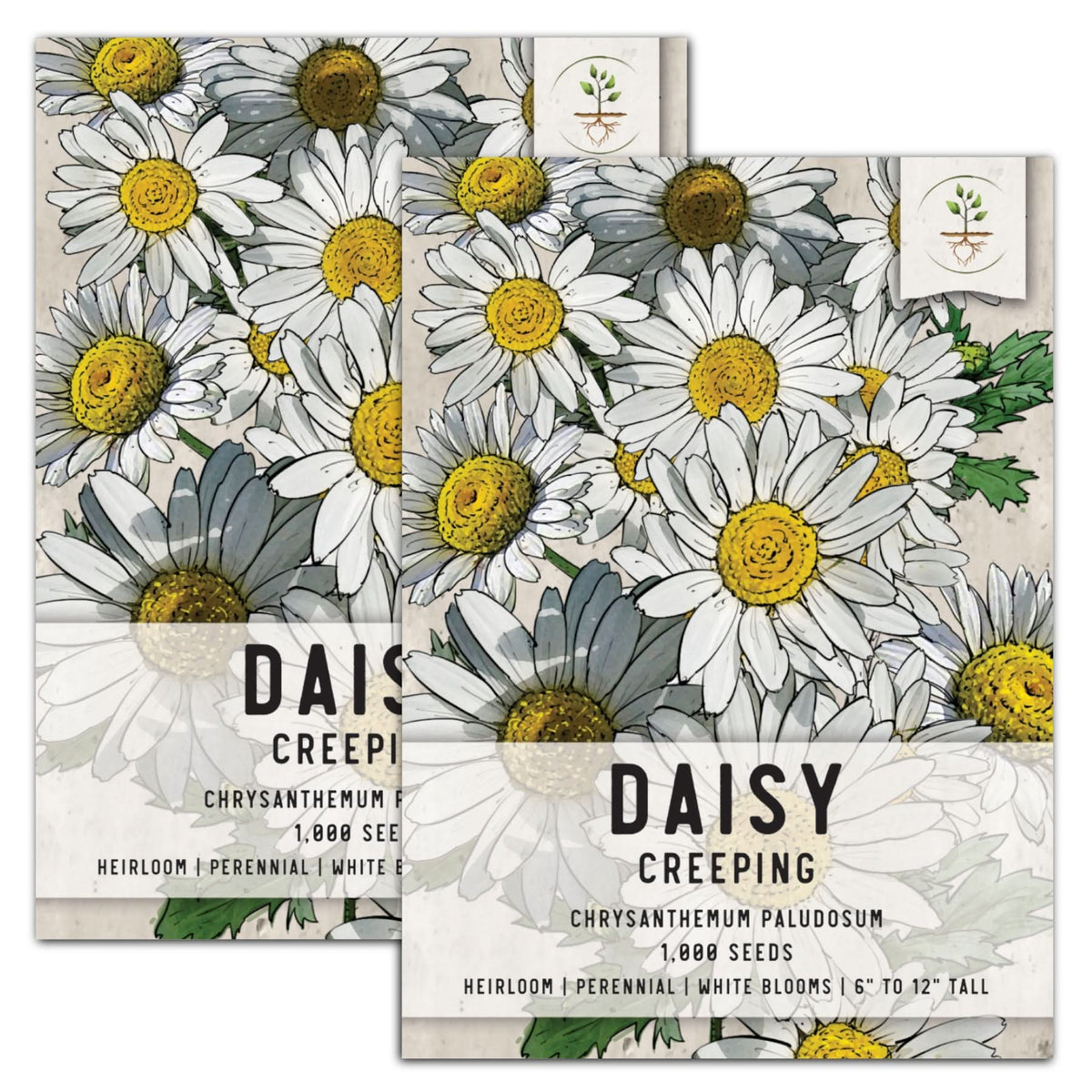 seeds daisy flower Creeping Daisy Seeds (Chrysanthemum paludosum) – Seed Needs LLC