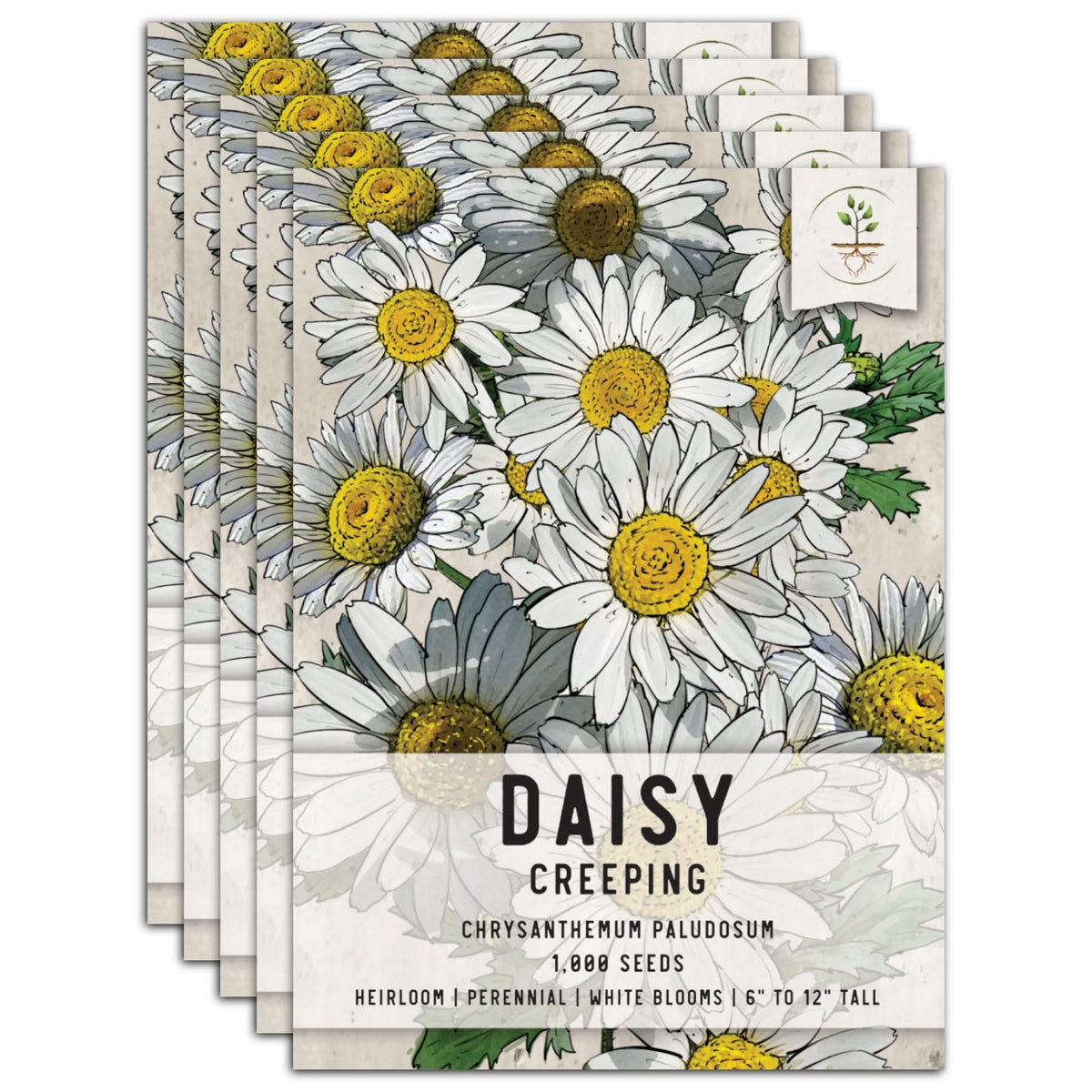 daisy seeds from flower Creeping Daisy Seeds (Chrysanthemum paludosum) – Seed Needs LLC