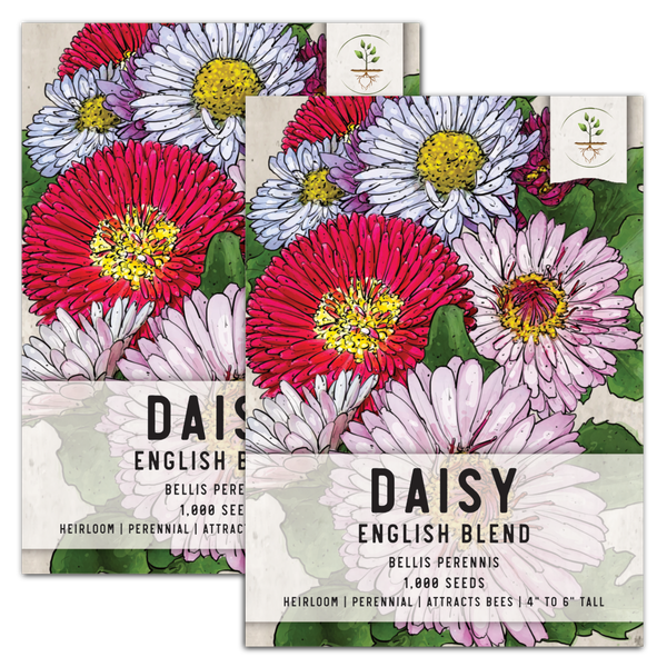 English Daisy Seed Mixture (Bellis perennis)
