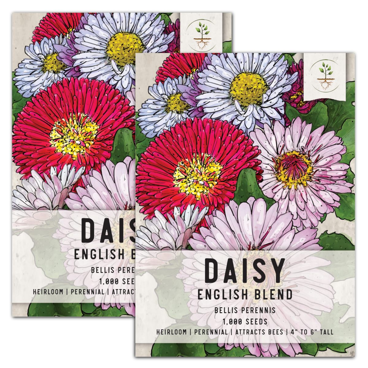bellis flower seeds English Daisy Seed Mixture (Bellis perennis) – Seed Needs LLC