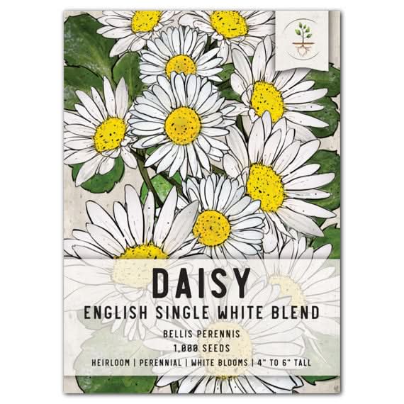 wildflower daisy seeds White English Daisy Seeds For Planting (Bellis perennis) Seed Needs – Seed Needs LLC