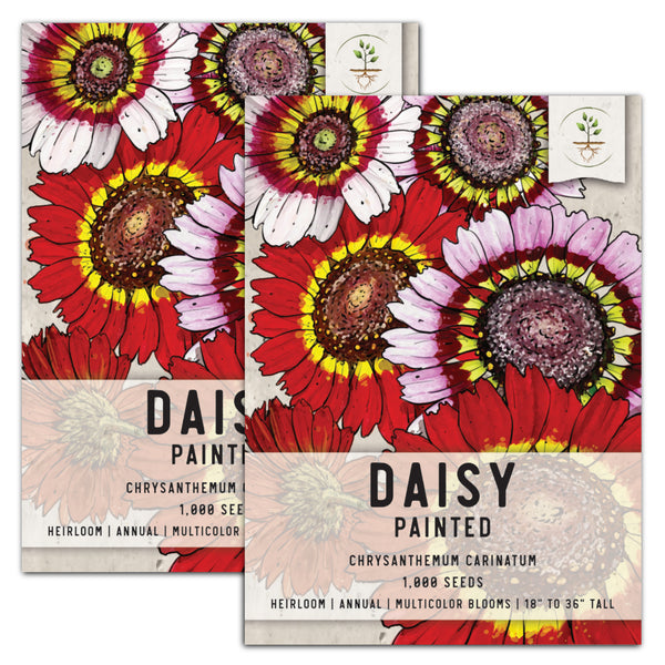 Painted Daisy Seeds For Planting (Chrysanthemum carinatum)