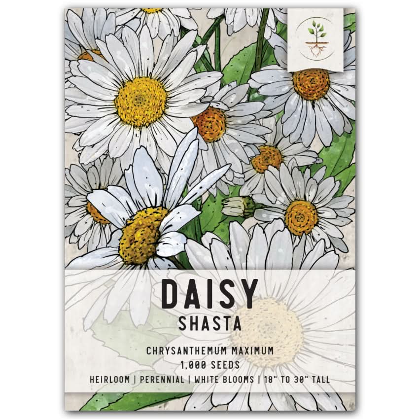 Shasta Daisy Seeds For Planting (Chrysanthemum maximum) Seed Needs – Seed  Needs LLC