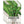 Garnet Stem, Italian Dandelion Seeds For Planting (Cichorium intybus)