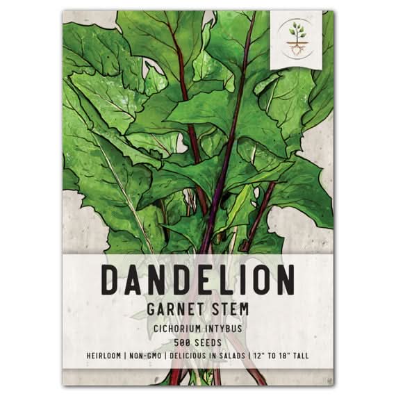 Garnet Stem, Italian Dandelion Seeds For Planting (Cichorium intybus) – Seed  Needs LLC