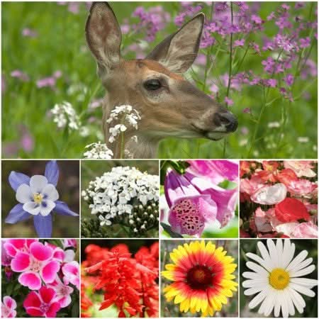 Deer Resistant Wildflower Mixture  Seed Needs LLC