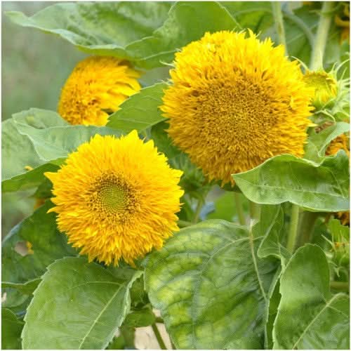 dwarf teddy sunflower seeds for planting