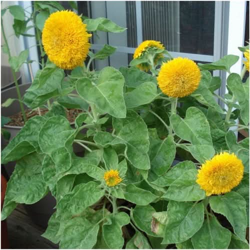 dwarf teddy sunflower seeds for planting