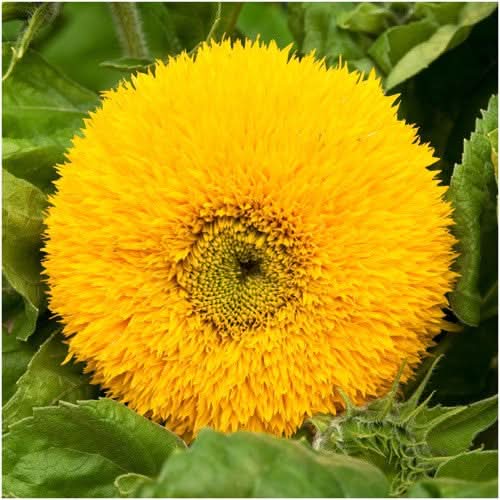 dwarf teddy sunflower seeds for planting
