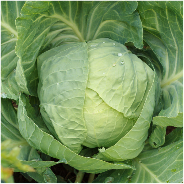 Early Flat Dutch Cabbage Seeds For Planting