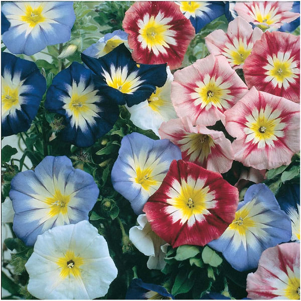 ensign mixture morning glory