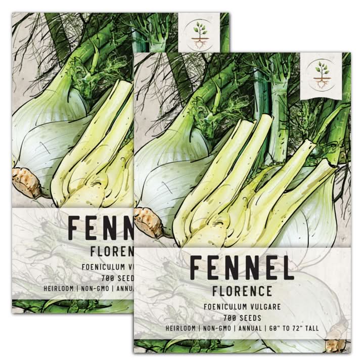 organic fennel seeds for planting Florence Fennel Herb Seed For Planting (Foeniculum vulgare) Seed Needs –  Seed Needs LLC