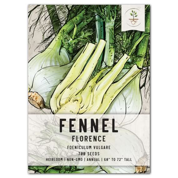fennel seed for planting Florence Fennel Herb Seed For Planting (Foeniculum vulgare) Seed Needs –  Seed Needs LLC