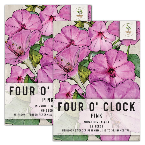 Pink Four O' Clock Seeds For Planting (Mirabilis jalapa)
