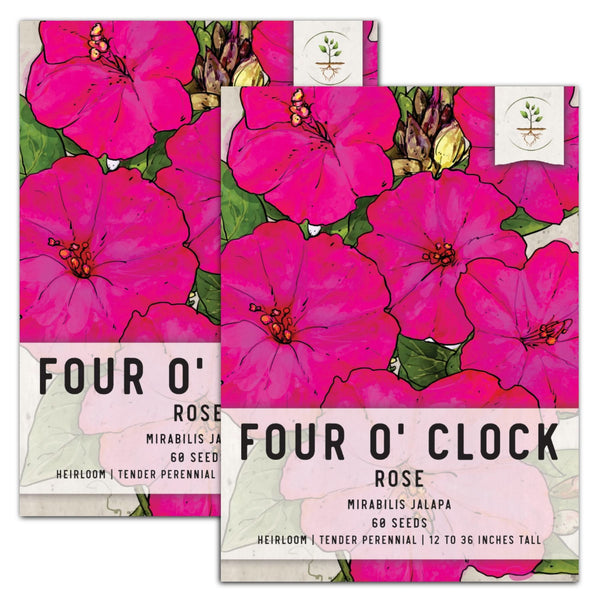 Rose Four O' Clock Seeds For Planting (Mirabilis jalapa)