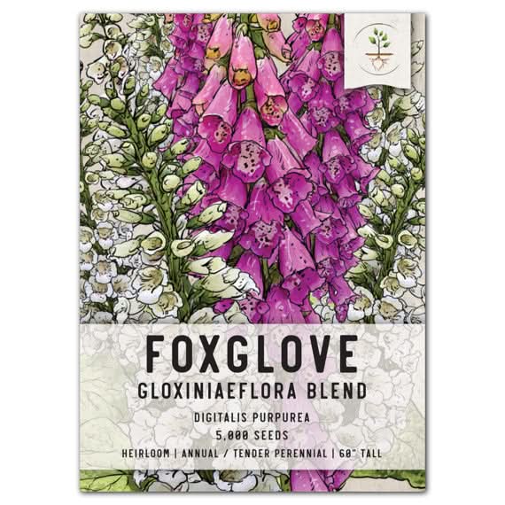 where are the seeds on a foxglove plant Gloxiniaeflora Foxglove Seeds For Planting (Digitalis purpurea) – Seed  Needs LLC