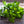 italian flat leaf parsley seeds for planting