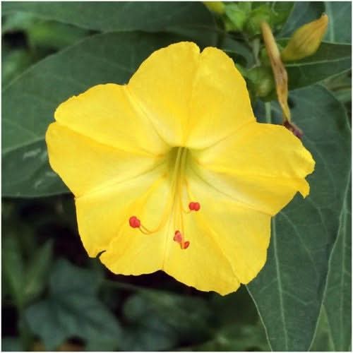 Yellow Four O Clock Seeds for planting