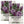 Gayfeather Wildflower Seeds For Planting (Liatris spicata)