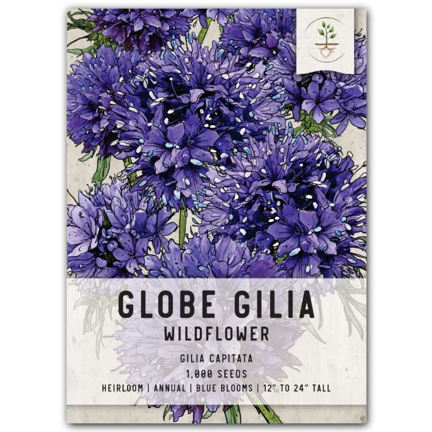 flower and seed bloomin with name Globe Gilia Flower Seeds For Planting (Gilia capitata) Seed Needs – Seed  Needs LLC