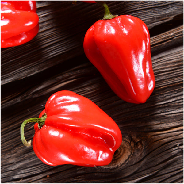 Red Habanero Pepper Seeds