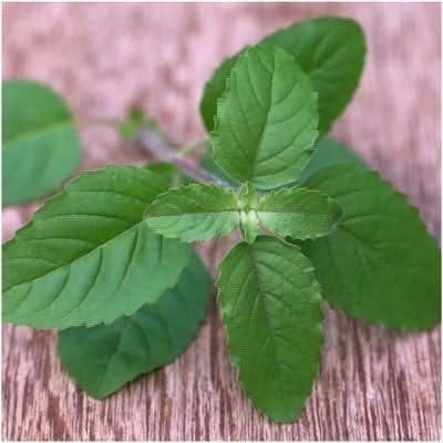 HOLY BASIL HERB SEEDS FOR PLANTING