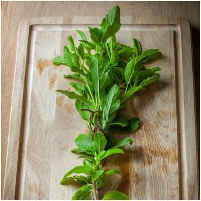 HOLY BASIL HERB SEEDS FOR PLANTING