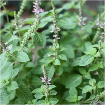 HOLY BASIL HERB SEEDS FOR PLANTING