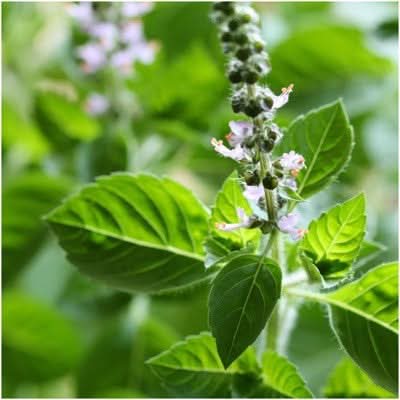 HOLY BASIL HERB SEEDS FOR PLANTING
