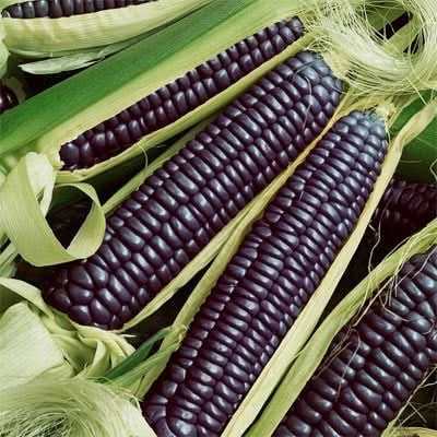 corn plant seeds Blue Hopi Ornamental Corn Seeds (Zea mays)