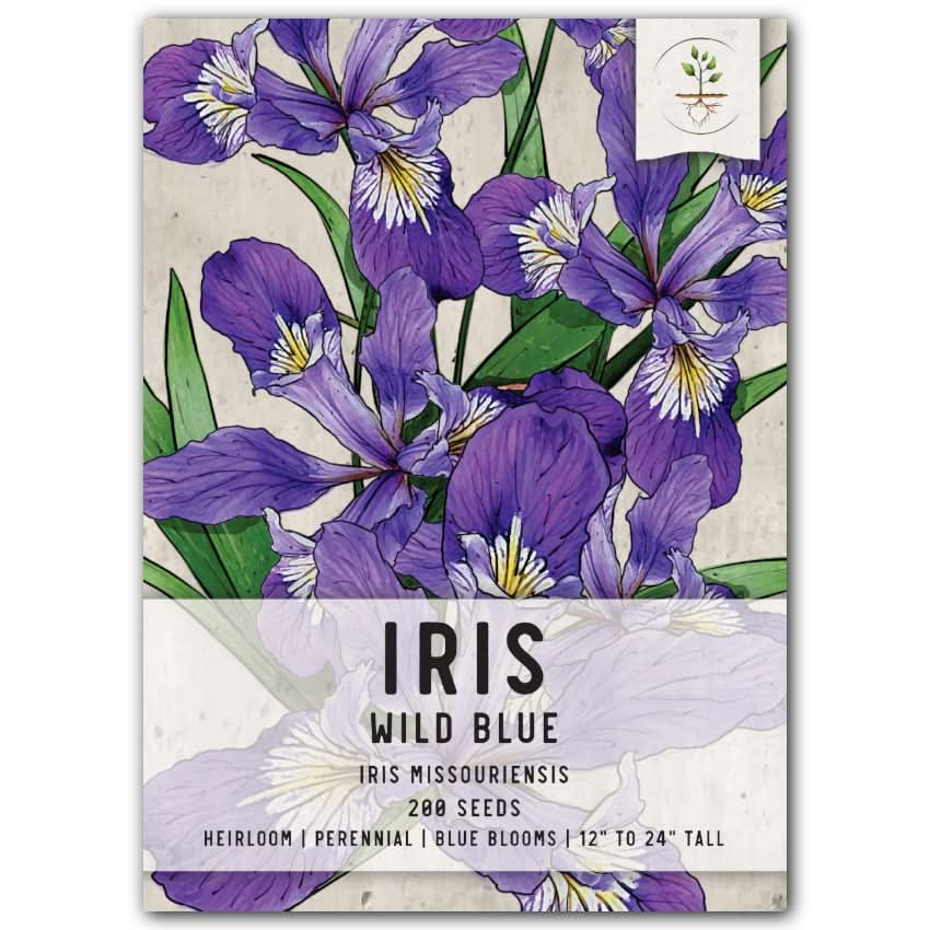 planting irises from seeds Wild Blue Iris Flower Seeds For Planting (Iris missouriensis) – Seed Needs  LLC