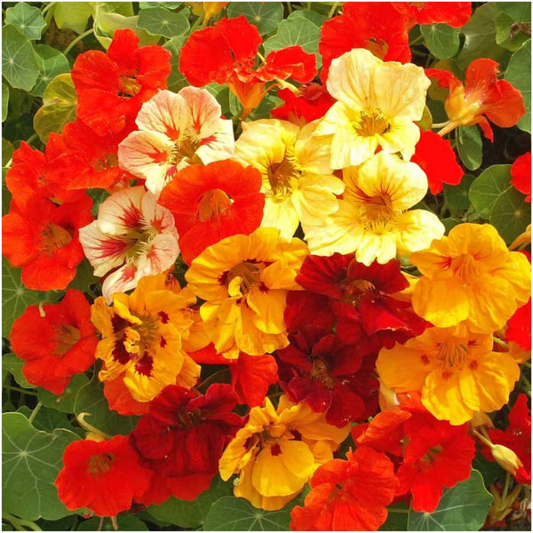 jewel nasturtium seeds