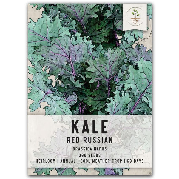 Red Russian Kale Seeds For Planting (Brassica napus)