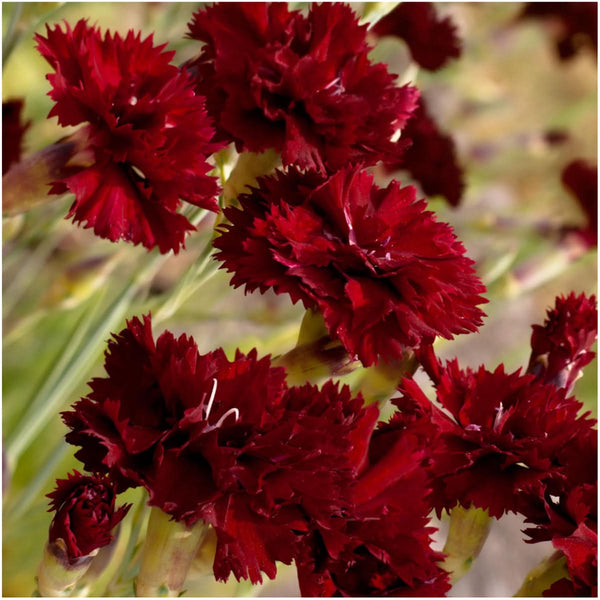 King of Blacks Carnation Seeds For Planting
