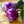 Purple Kohlrabi Seeds