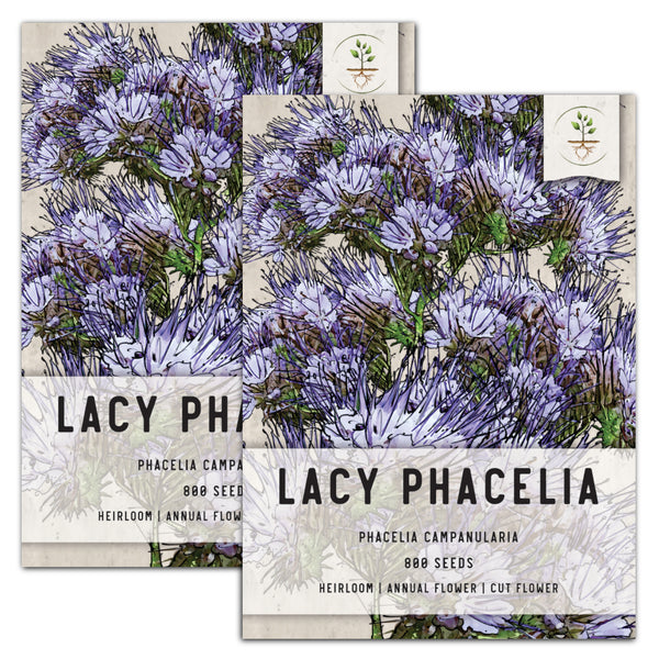Lacy Phacelia Seeds For Planting (Phacelia tanacetifolia)