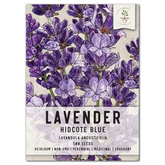 lavender rose seeds Hidcote Lavender Seed For Planting (Lavandula angustifolia) Seed Needs – Seed Needs LLC