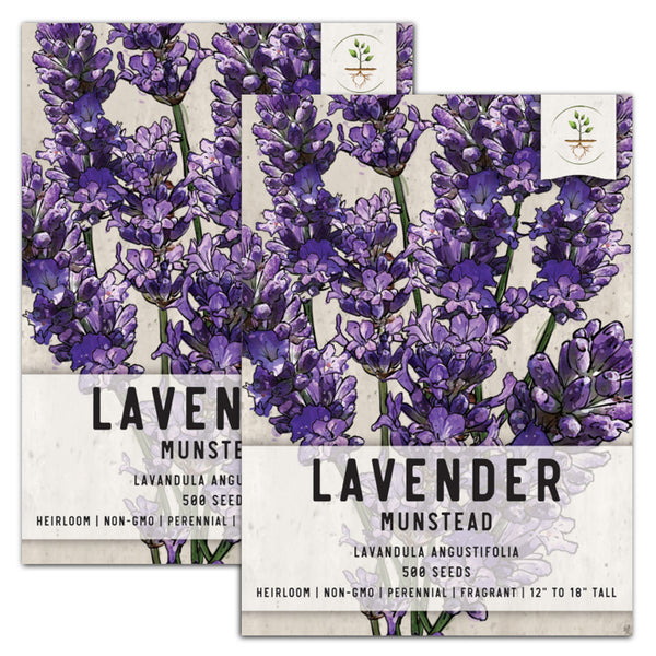 munstead lavender seeds for planting