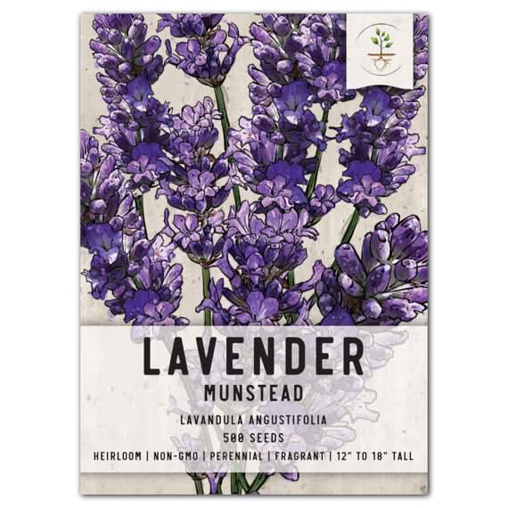 Munstead Lavender Seeds For Planting (Lavandula angustifolia) Seed Needs –  Seed Needs LLC