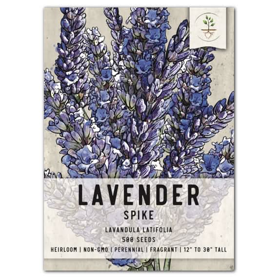 Spike Lavender Seeds For Planting (Lavandula latifolia) Seed Needs – Seed  Needs LLC