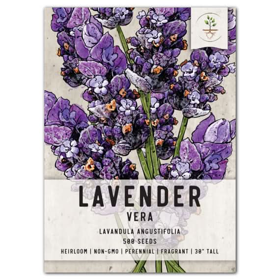 Vera Lavender Seeds For Planting (Lavandula angustifolia) Seed Needs – Seed  Needs LLC