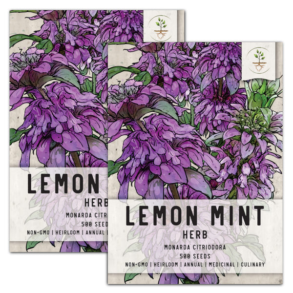 Lemon Mint Seeds For Planting (Monarda citriodora)