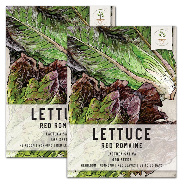 Red Romaine Lettuce Seeds For Planting (Lactuca sativa)