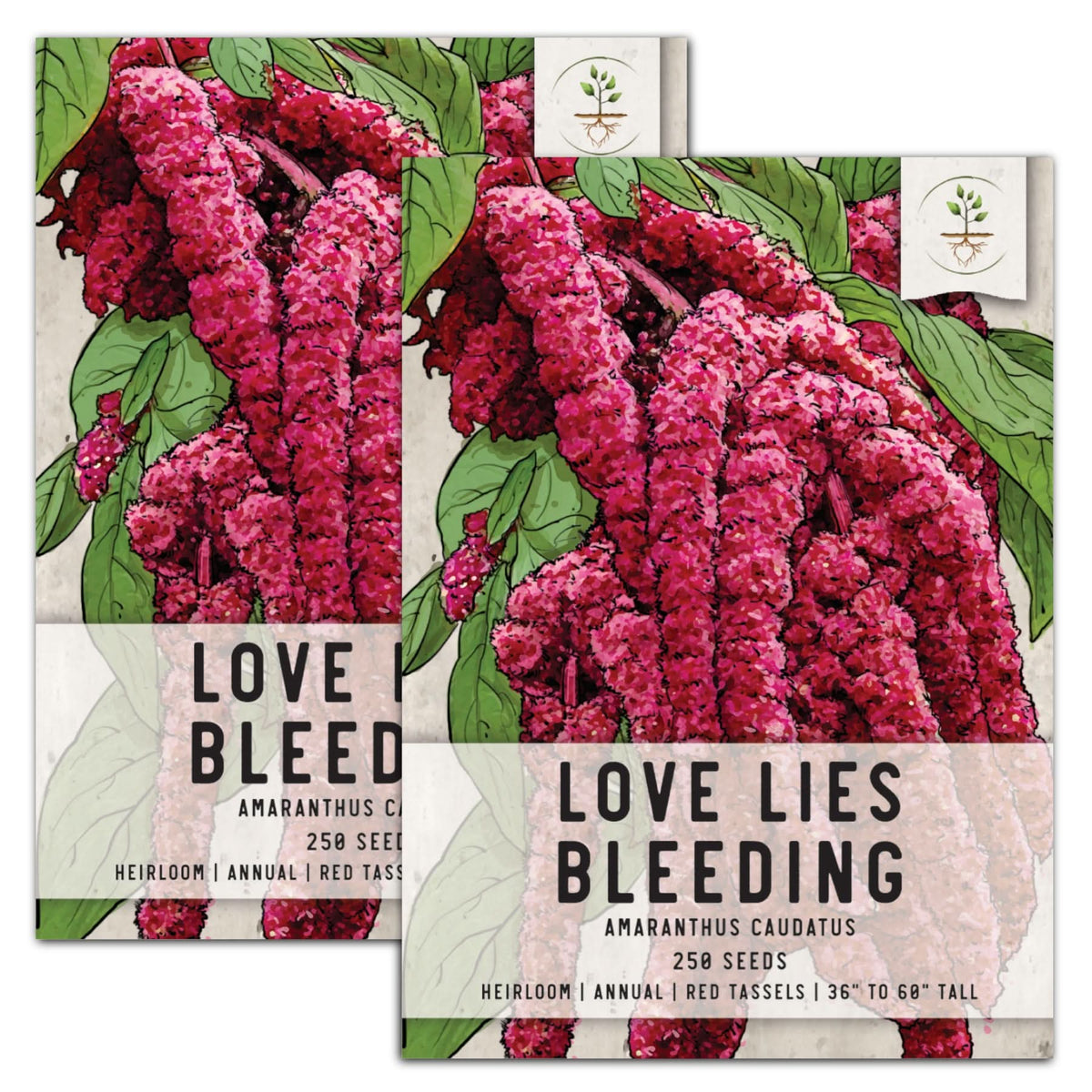 tassel flower seeds Love Lies Bleeding Seeds For Planting (Amaranthus caudatus) – Seed Needs LLC