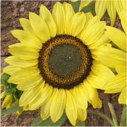 lemon queen sunflower seeds for planting