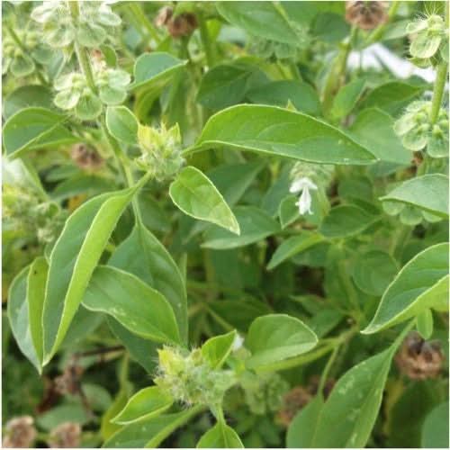 Lime Basil Seeds