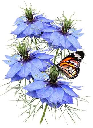 Blue Love In A Mist Seeds For Planting (Nigella damascena)