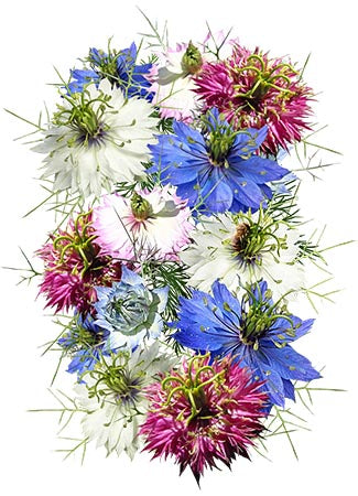 love in a mist mix seeds for planting
